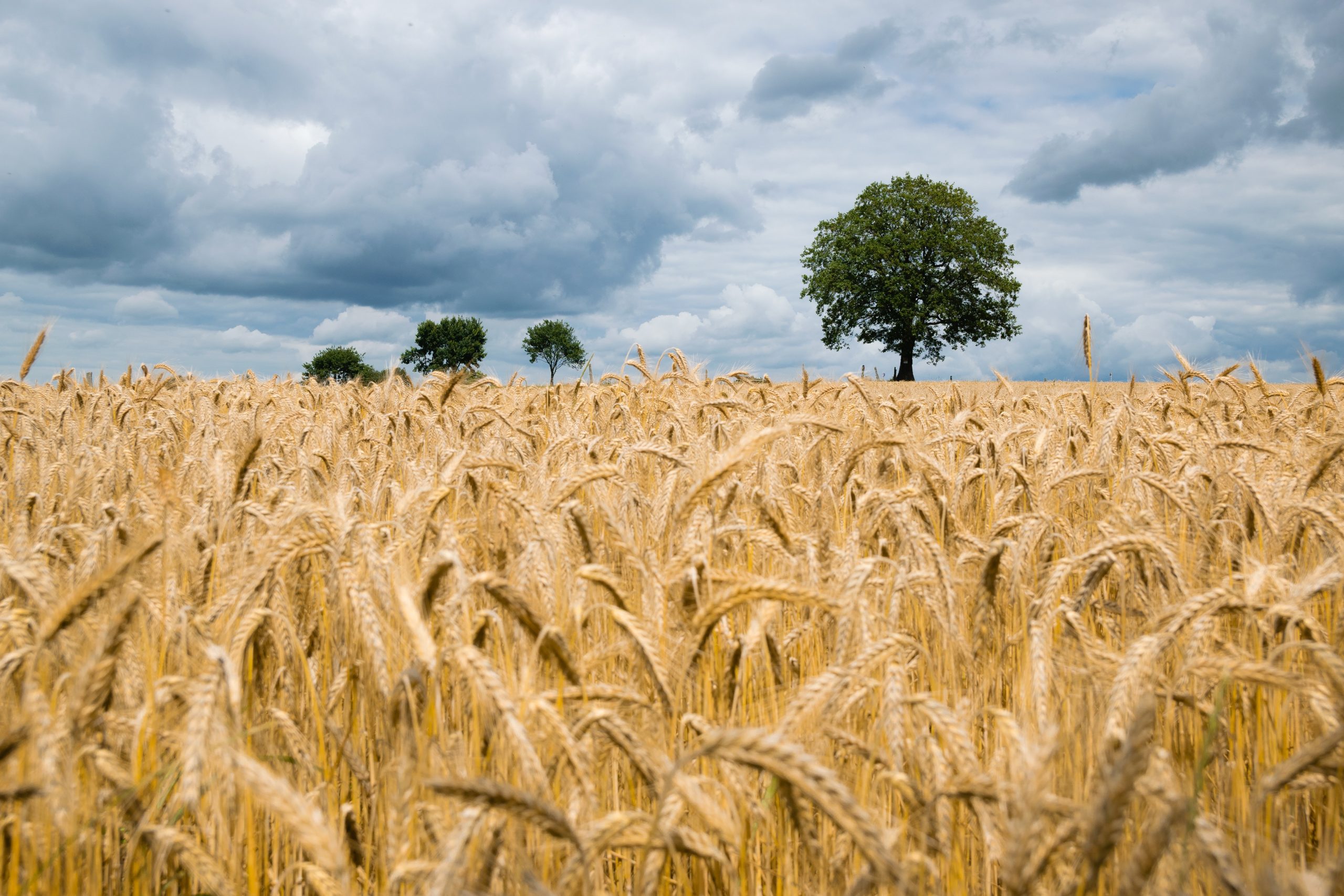 Future Changes In Growing Degree Days Of Wheat Crop In Pakistan As 